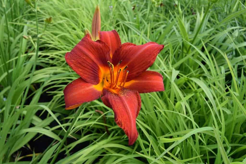 Hemerocallis 'Anzac' ---